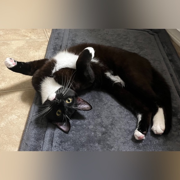 Meet your Posher, Tessa - Picture 3 of 5